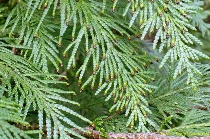 Chamaeciparis lawsoniana